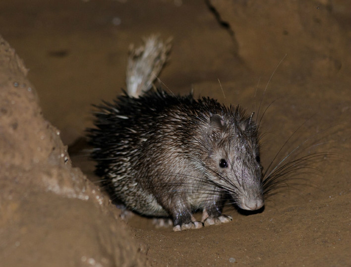  p>帚尾豪猪(学名: i>atherurus macrourus /i>):是小型 a href="#"