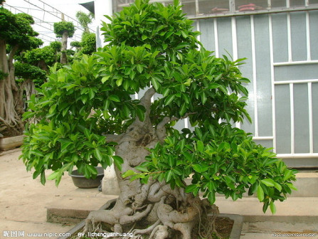 常青树（常青植物）_百度百科