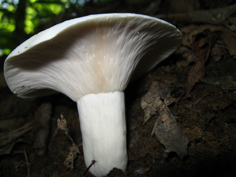  p>辣乳菇(lactarius piperatus),俗称为辣白菇,属半食用担子菌.