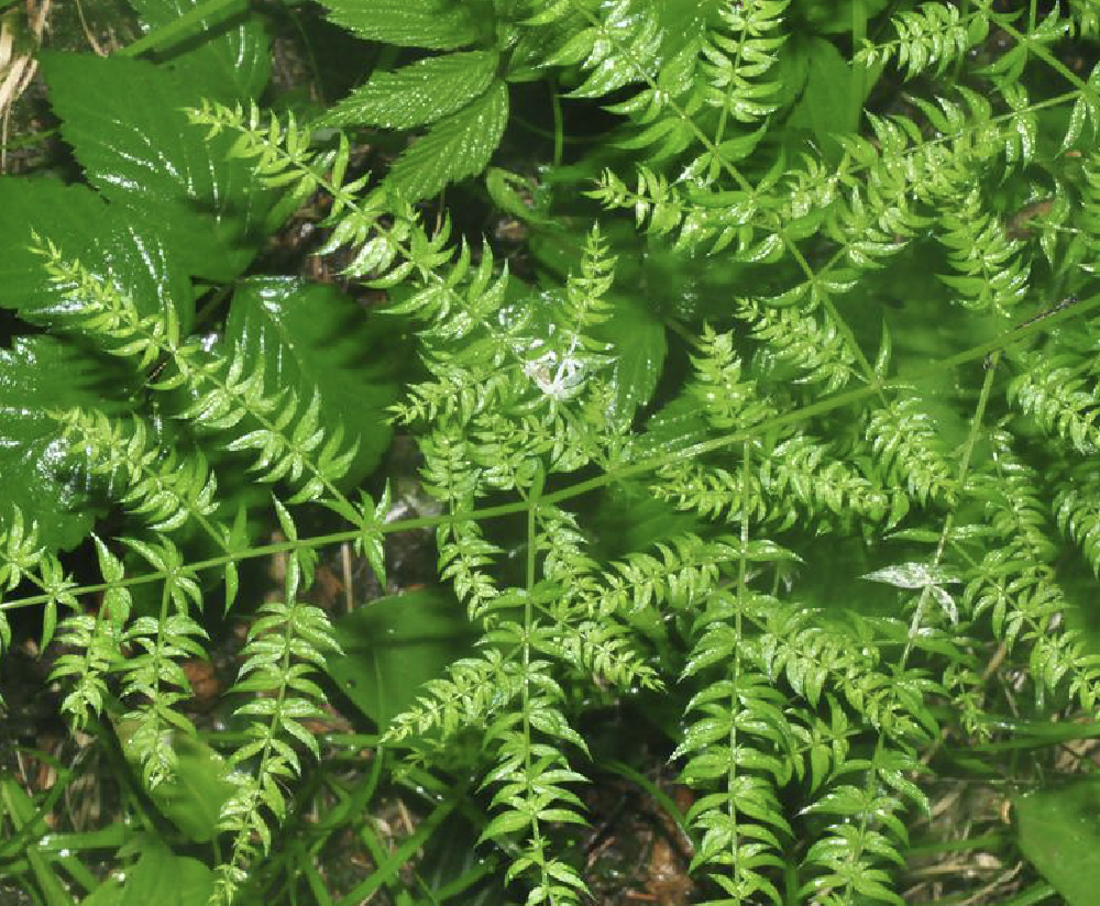  p>羊齿天门冬 i>(学名:asparagus filicinus  /i>ham. ex d.