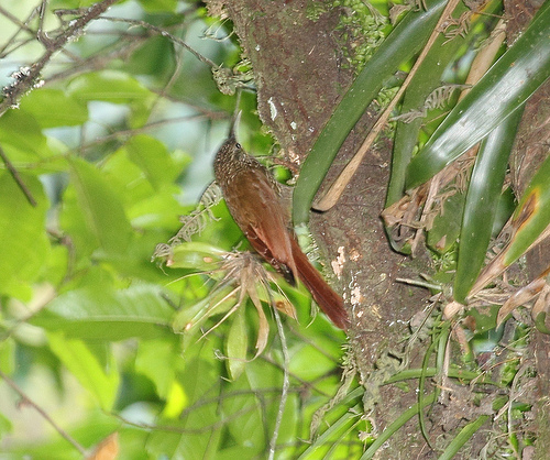  p>鴷雀科(学名:dendrocolaptidae)旧名 a href="#">砍林鸟科 /a>,是