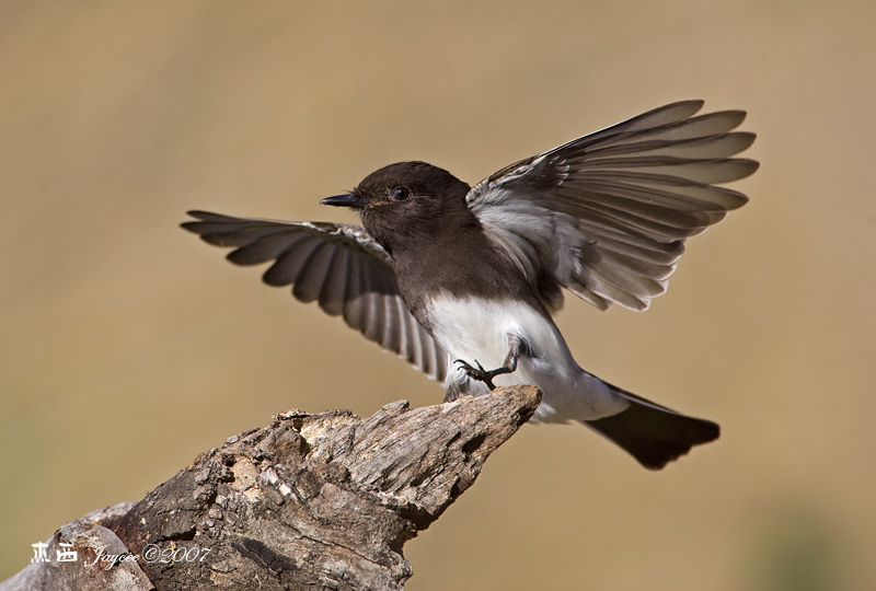  p>热带王霸鹟,拉丁学名tyrannus melancholicus(命名时间vieillot