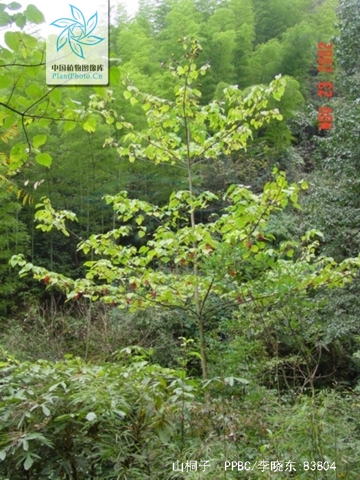 山桐子