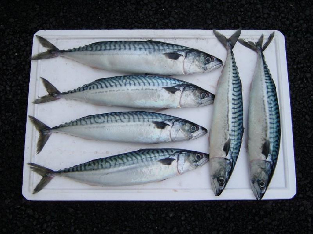 竹荚鱼(学名:trachurus japonicus)