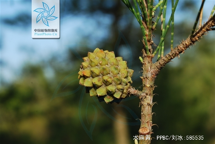 是木麻黄科,木麻黄属常绿乔木.
