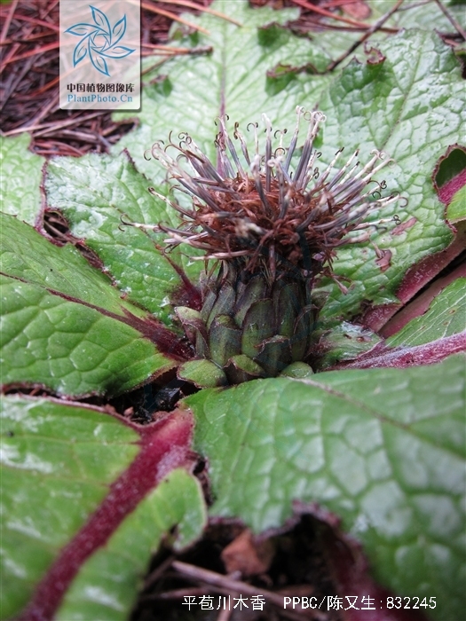 叶基生,莲座状,质地厚,坚硬,倒卵形,卵形或椭圆形,羽状浅