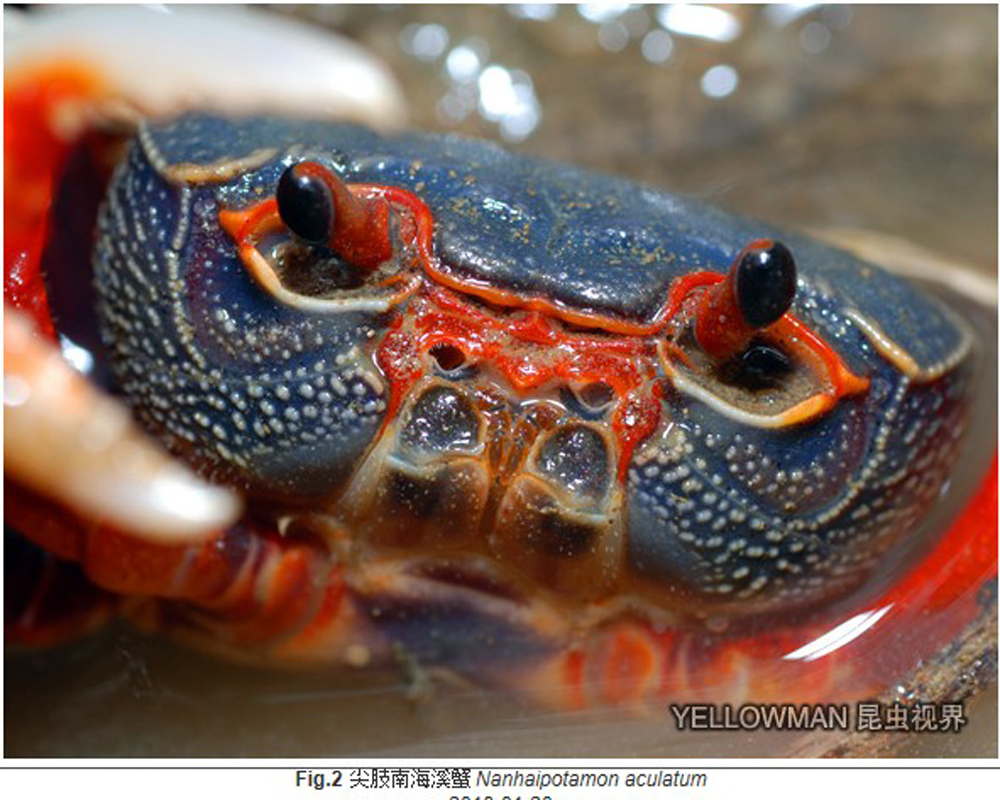 尖肢南海溪蟹