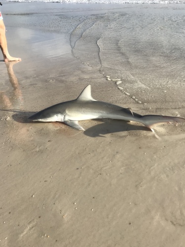  p>等齿真鲨(学名: i>carcharhinus isodon /i>)是真鲨科,真鲨属鲨鱼.