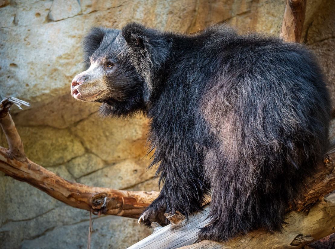 sloth bear