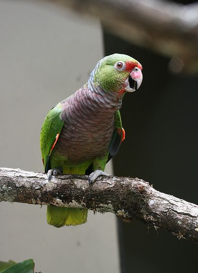 p>红胸亚马逊鹦鹉(学名:amazona vinacea)是典型的 a href="#" data