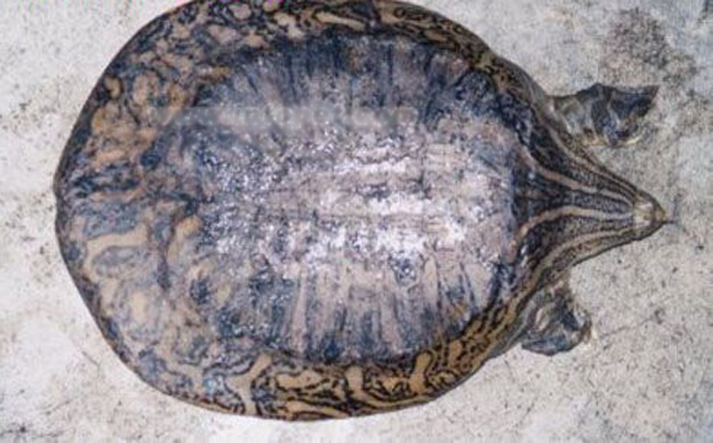  p>印度小头鳖 俗名别名: 纹背鳖 英文名: narrow-headed softshell