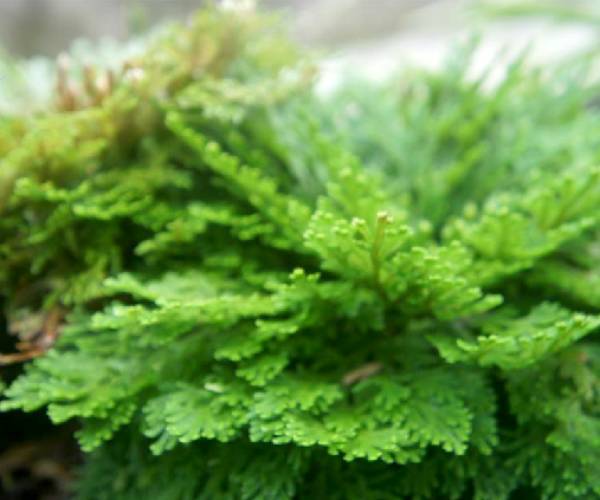 《本草》植物志之九死还魂草卷柏：做成标本11年之后遇水还魂复活_百科TA说