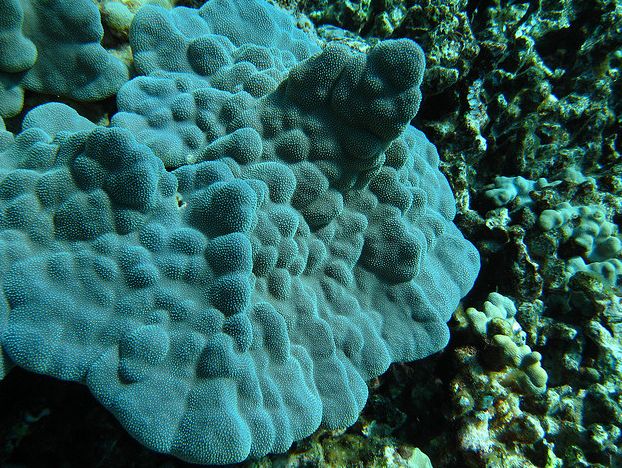  p>钟形滨珊瑚,学名: i>porites lutea /i>(milne edwards et haime