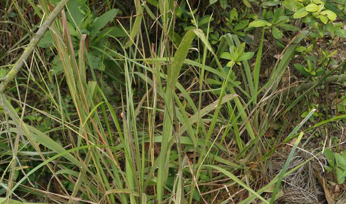  p>毛俭草属是禾本科,高粱族, a target="_blank" href="/item/筒轴茅