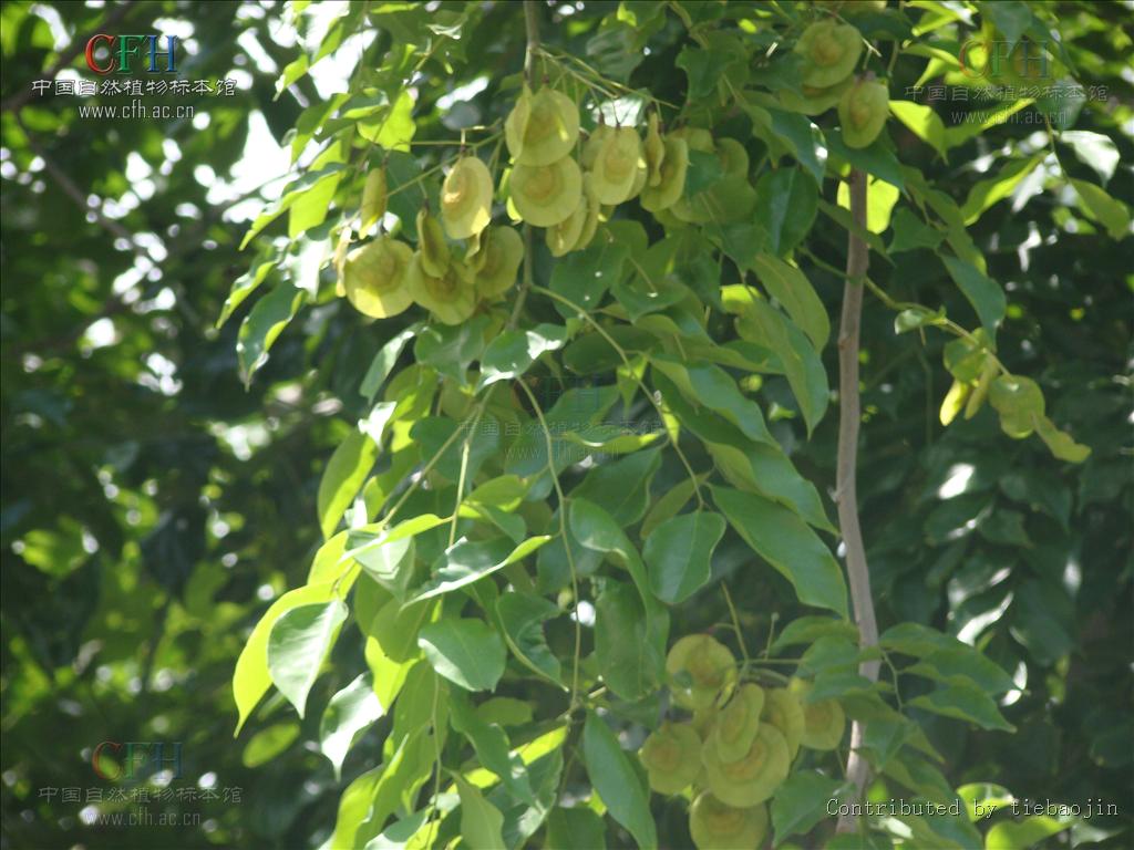  p>紫檀属指的是 a target="_blank" href="/item/被子植物门/229000"