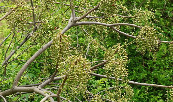  p>厚皮树属( a href="#" data-lemmaid="8074290">学名 /a>:lannea a