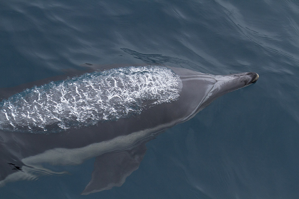  p>长吻真海豚(学名: i>delphinus capensis /i>)基本外形与 a target