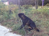 凉山猎犬
