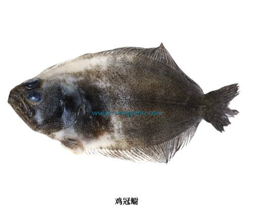  p> b>鸡冠鳚, /b> a href="#" data-lemmaid="8074290">学名 /a>: i>