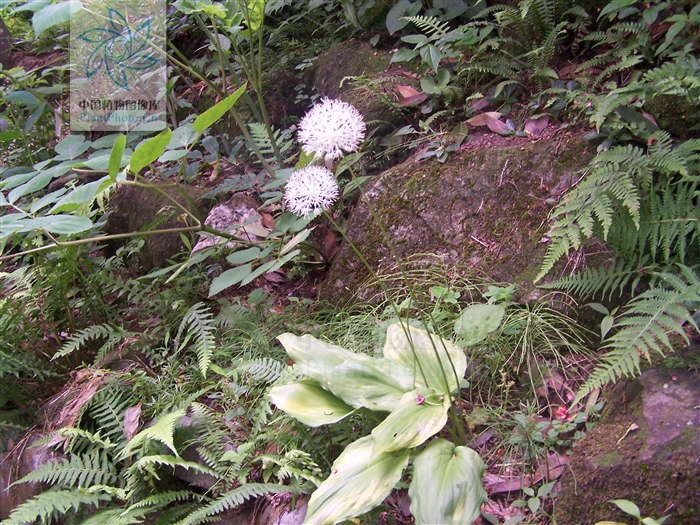  p> b>卵叶韭 /b>(学名: i>allium ovalifoli