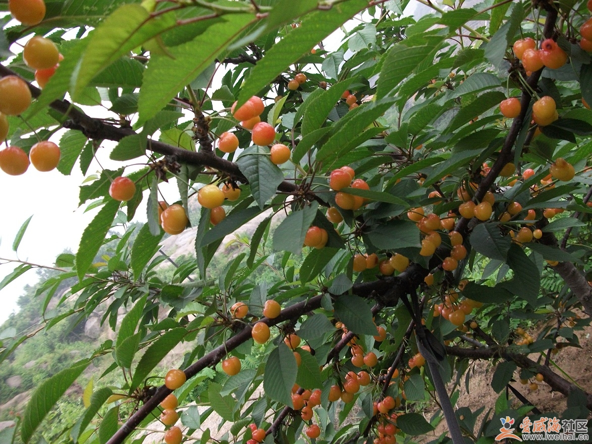 诸城黄樱桃集中产地在诸城市 a target="_blank" href="/item/桃林乡