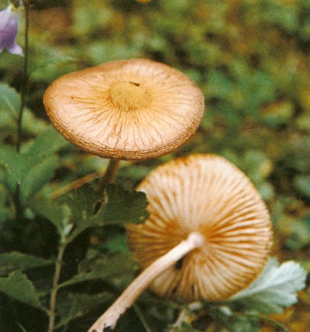  p>长根小奥德蘑 [学名:  i>oudemansiella radicata /i> (relhan.