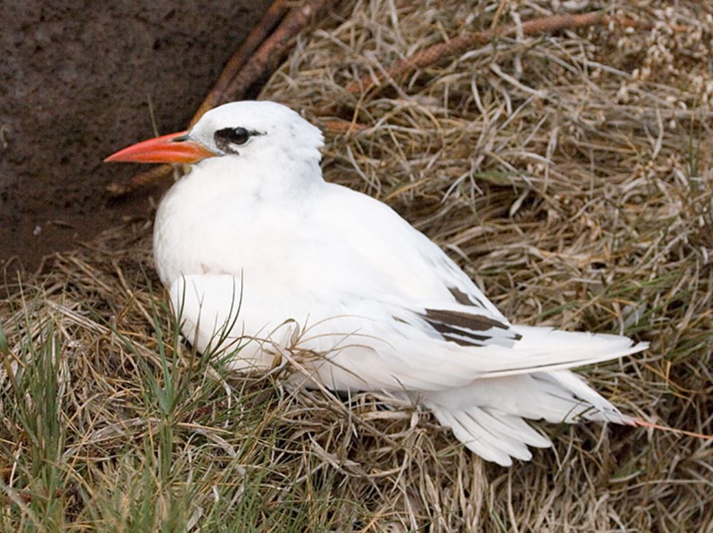  p>红尾鹲( i>phaethon rubricauda /i>):头尾长960-1020厘米,休重600