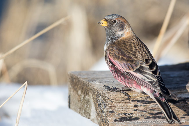  p>粉红腹岭雀(学名: i>leucosticte arctoa /i>):为燕雀科岭雀属的 a