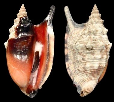  p>黑口燕子凤凰螺是一种 a target="_blank" href="/item/软体动物门