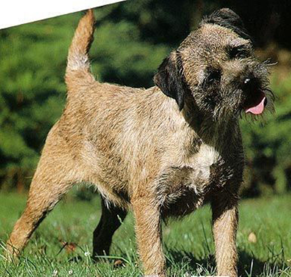 borderterrier