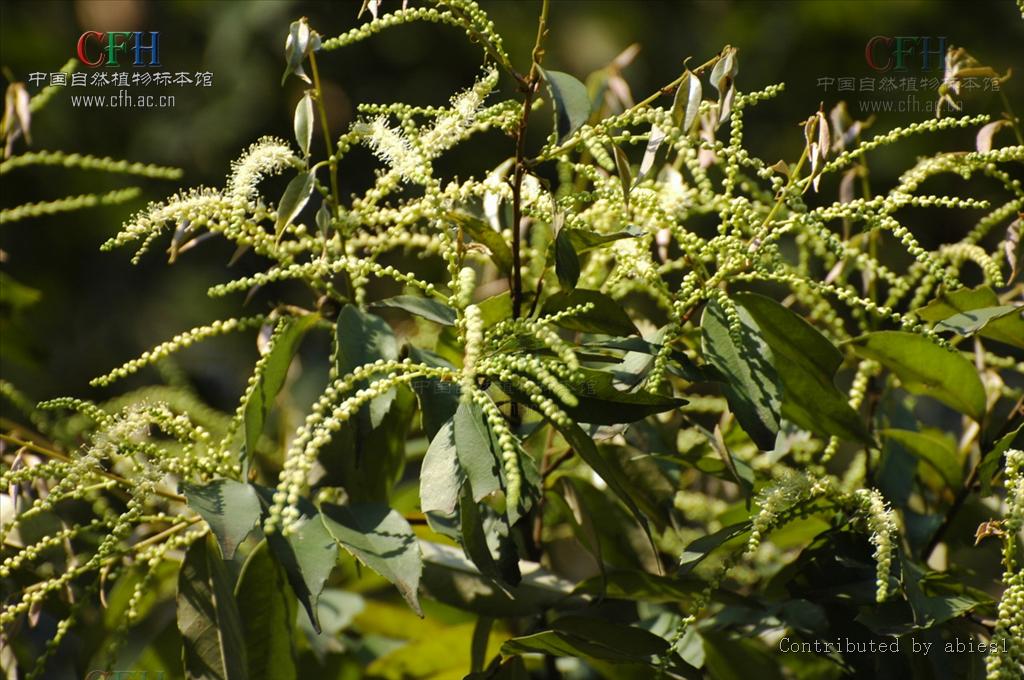  p>米槠〔学名: i>castanopsis carlesii  /i>(hemsl.)hay.