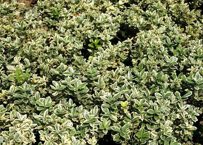  p>银姬小蜡(ligustrum sinense variegatum)别称:花叶女贞,是木犀