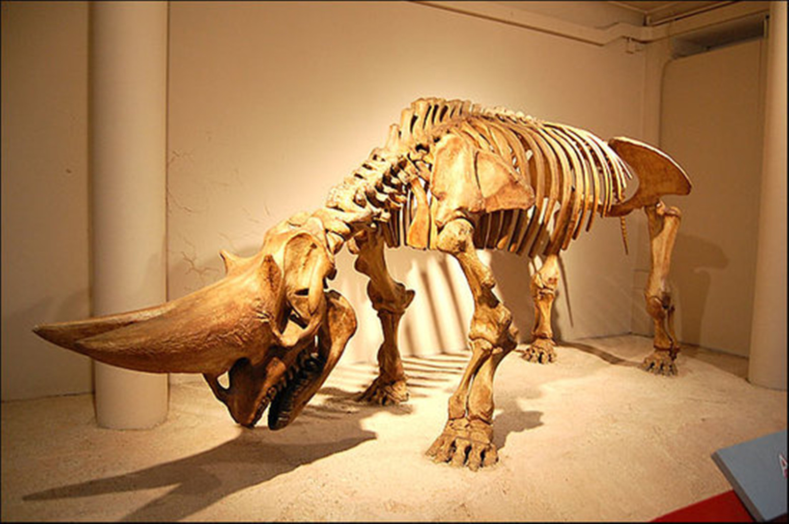 埃及重脚兽(arsnoitherium)