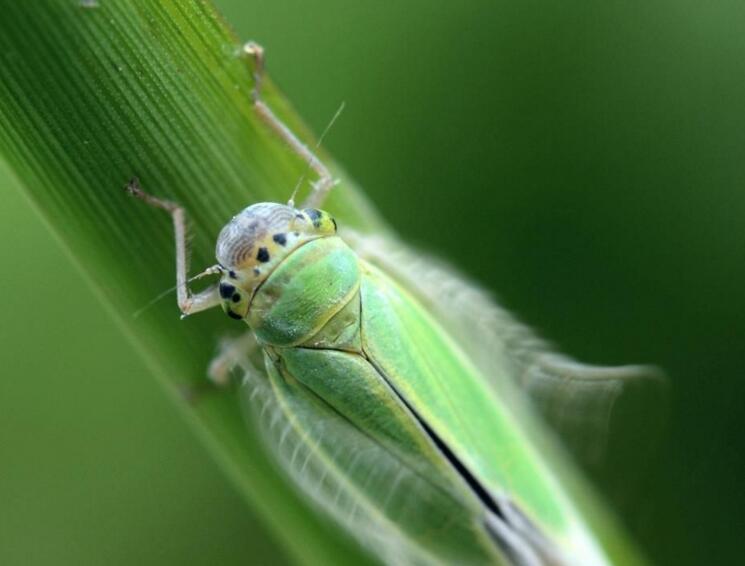 菱纹叶蝉
