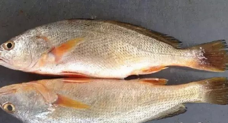  p>浅色黄姑鱼,学名: i>nibea coibor  /i>(hamilton, 1822) ,属于 a