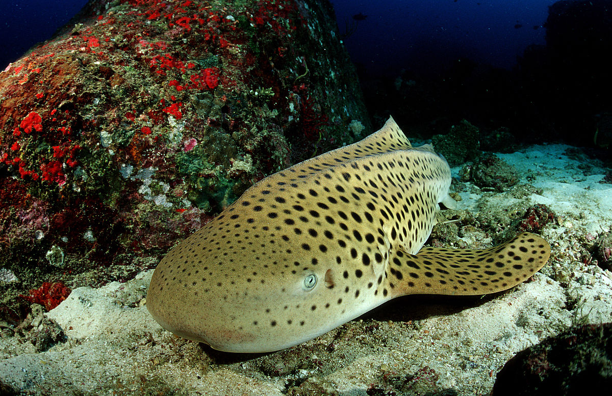 豹纹鲨科是近沿海中大型 a target="_blank" href="/item/鲨鱼/40174"