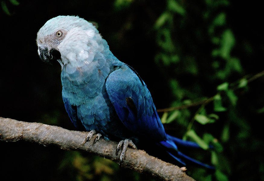 斯比克斯金刚鹦鹉