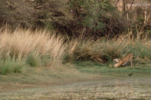  p>孟加拉虎( i>panthera tigris tigris /i>):是 a target="_blank"