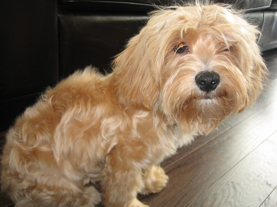  p>贵宾犬(poodle),也称"贵妇犬",又称"卷毛狗",在德语中,pudel是"