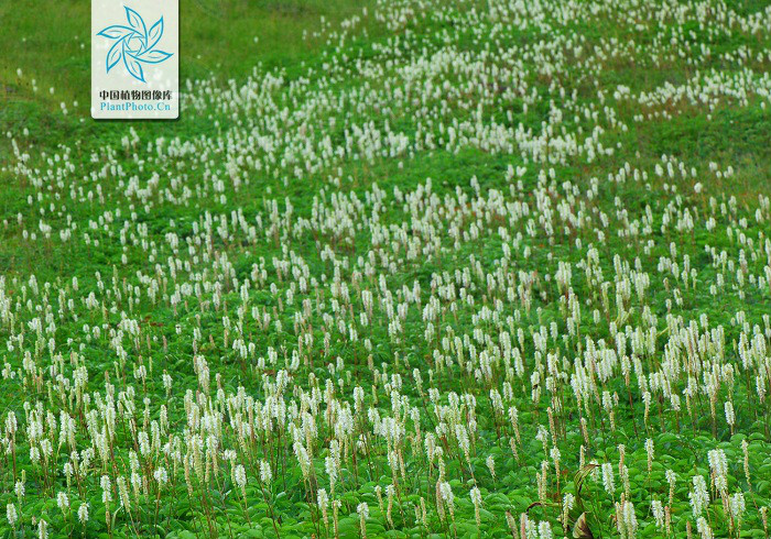  p> b>大白花地榆 /b>(学名: i>sanguisorba sitchensis /i>)是蔷薇科