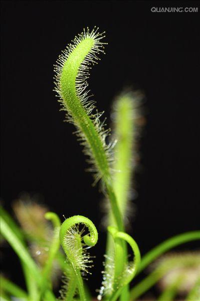  p>好望角毛毡苔(学名:drosera capensis),又名南非茅膏菜,是一种细小