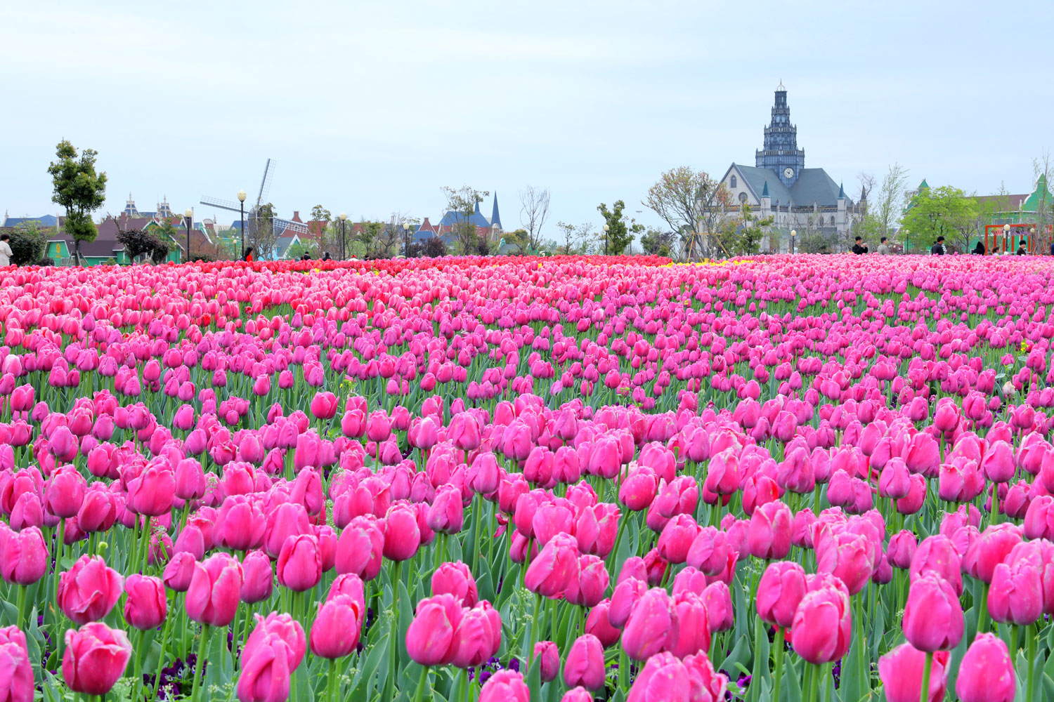  p>荷兰花海位于江苏省 a target="_blank" href="/item/盐城市