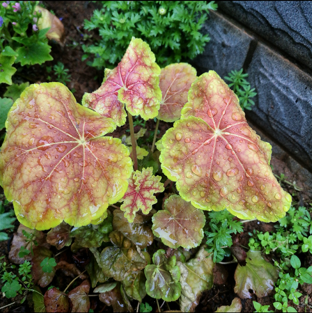 矾根属,多年生耐寒草本 a target="_blank" href="/item/花卉/229536"