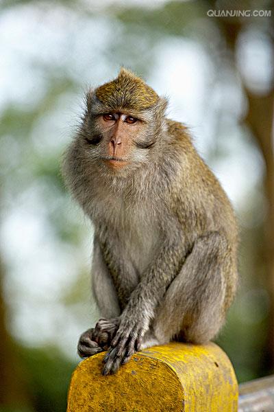 猴子