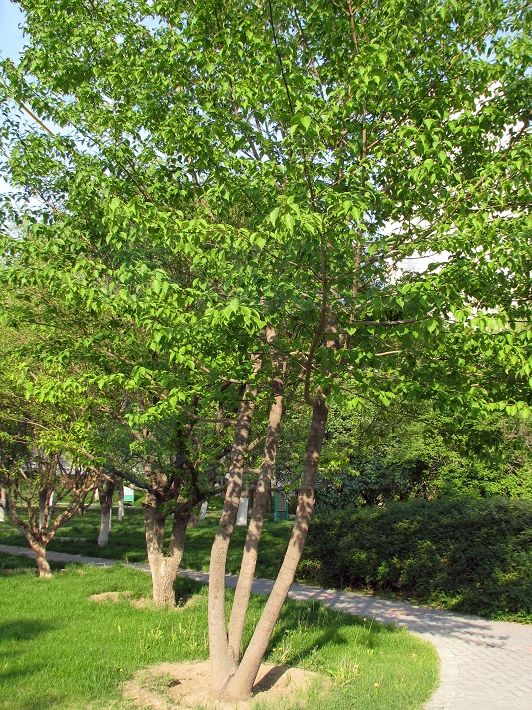  p>毛梾(学名: i>swida walteri /i> (wanger.