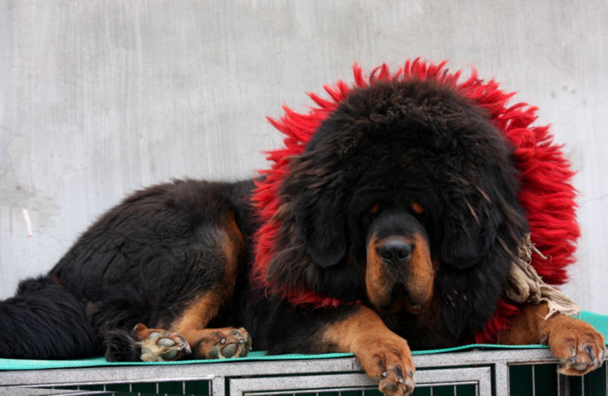tibetan mastiff