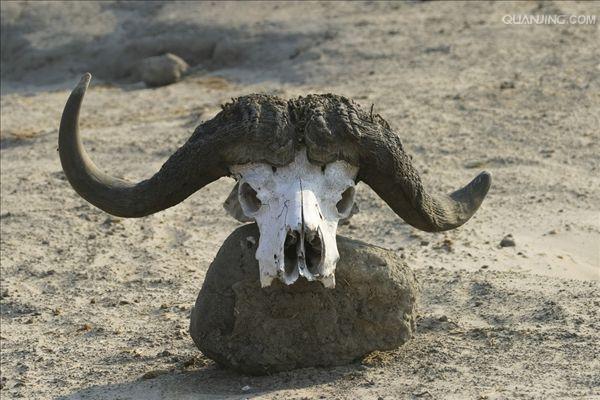  p>水牛(学名:bubalus bubalus,英文名称:asian buffalo)也叫印度水牛