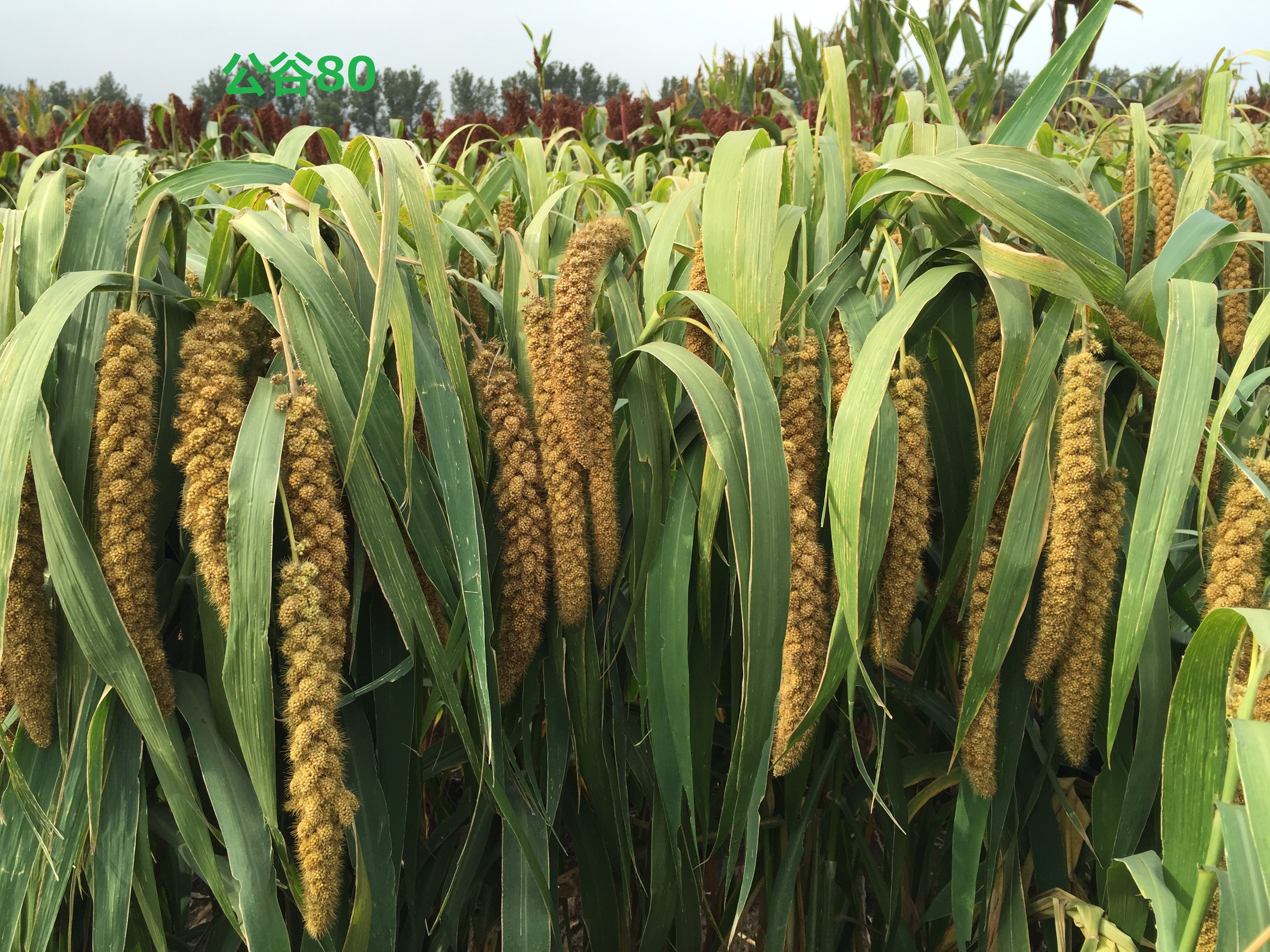  p>公谷80是吉林省农业科学院作物育种研究所选育的谷子品种. /p>