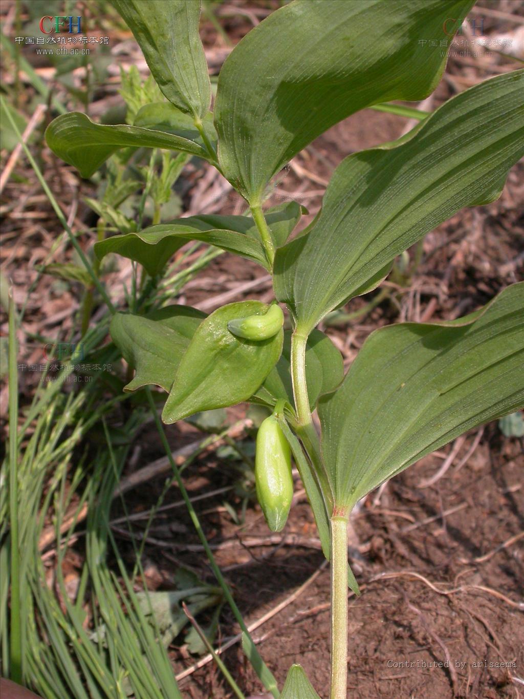  p>大苞黄精(学名: i>polygonatum megaphyllum /i>)是百合科黄精属具