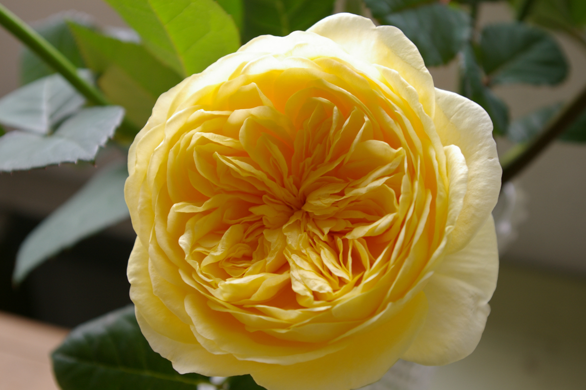  p>四大切花为月季,菊花,香石竹(即康乃馨),唐菖蒲(即剑兰).